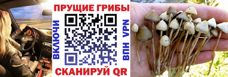 Галлюциногенные грибы MAGIC MUSHROOMS  блэк спрут вход  Новопавловск 